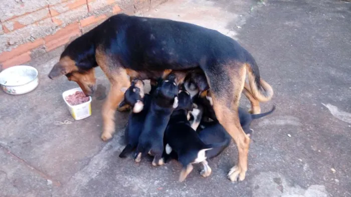 Cachorro ra a Vira lata idade 2 a 6 meses nome Filhotes