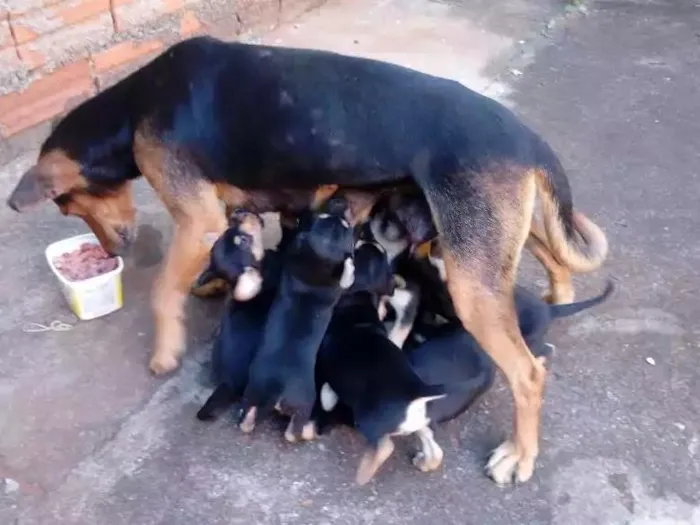 Cachorro ra a Vira lata idade 2 a 6 meses nome Filhotes