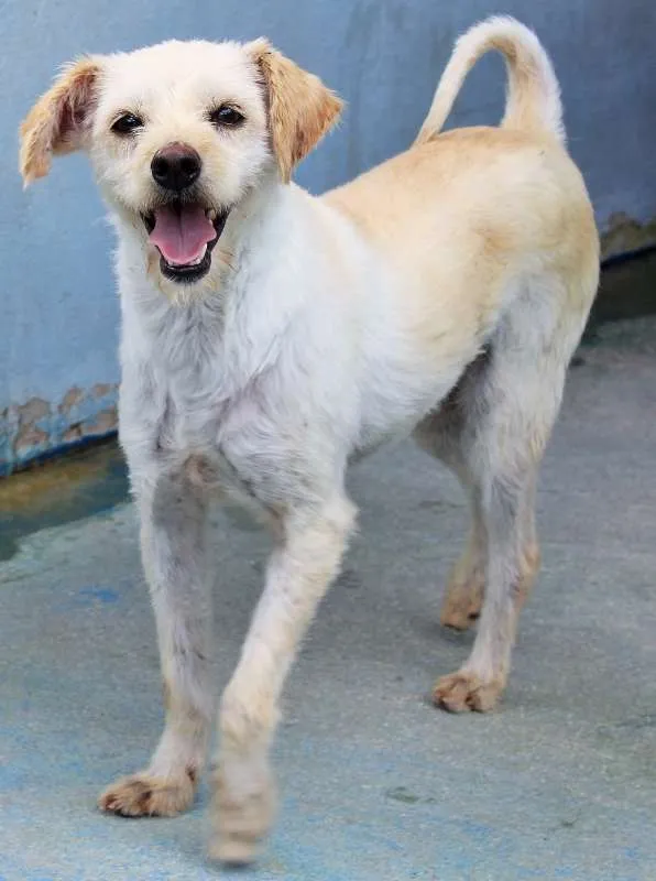 Cachorro ra a  idade 5 anos nome Fubá Pequenino