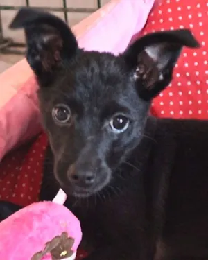 Cachorro raça  idade 2 a 6 meses nome Lupita Pequenina