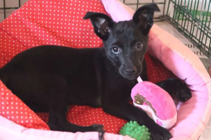 Cachorro ra a  idade 2 a 6 meses nome Lupita Pequenina