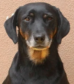 Cachorro raça  idade 4 anos nome Taty