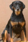 Cachorro raça  idade 4 anos nome Taty