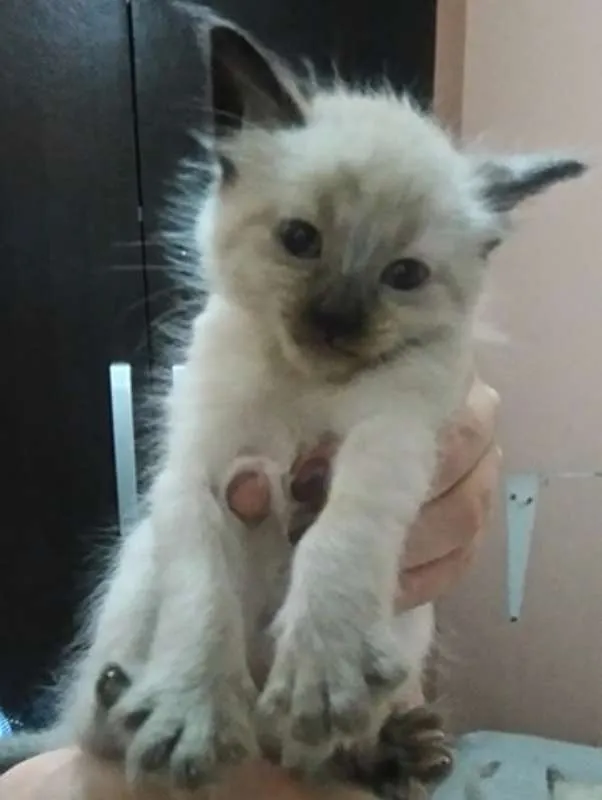 Gato ra a Siâmes idade Abaixo de 2 meses nome Sem nome 