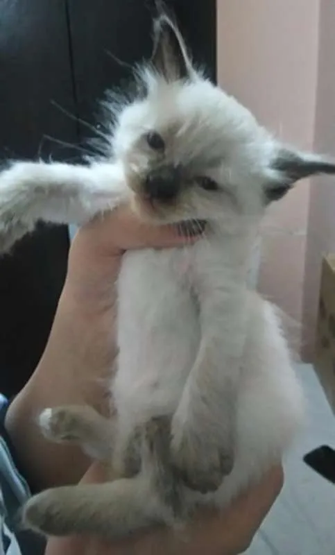 Gato ra a Siâmes idade Abaixo de 2 meses nome Sem nome 
