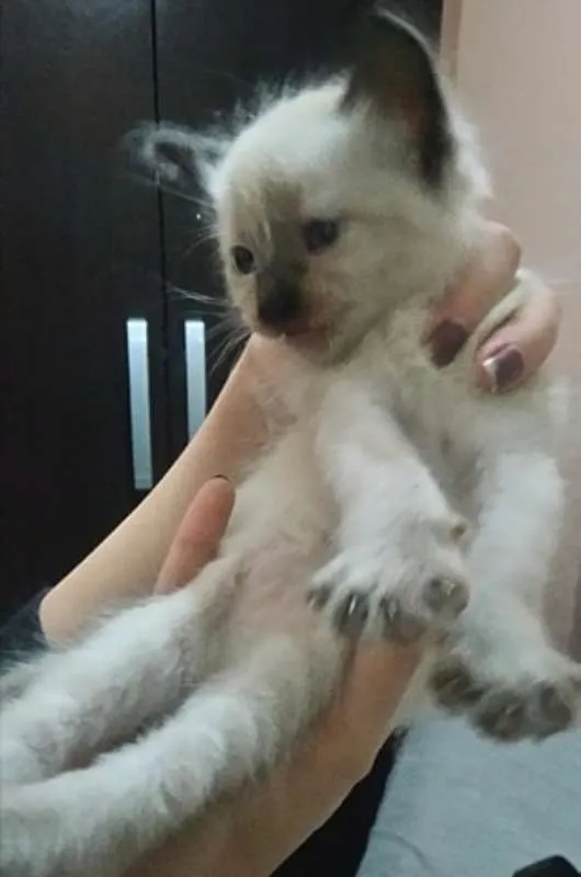 Gato ra a Siâmes idade Abaixo de 2 meses nome Sem nome 