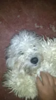 Bingo e Billy