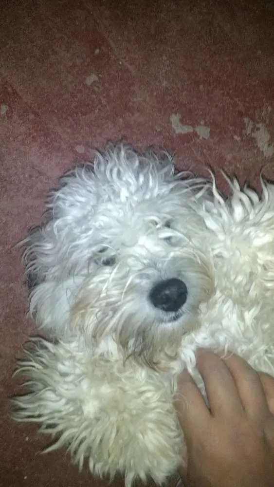 Cachorro ra a Pudo idade 1 ano nome Bingo e Billy