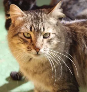 Gato raça  idade 2 anos nome Flamel