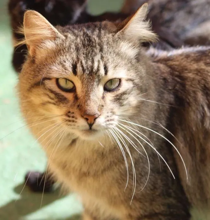 Gato ra a  idade 2 anos nome Flamel