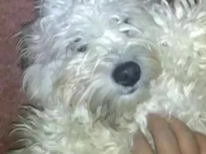 Cachorro raça Pudo idade 1 ano nome Bingo e Billy