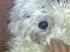 Cachorro raça Pudo idade 1 ano nome Bingo e Billy