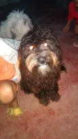 Bingo e Billy