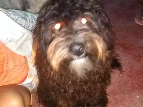 Cachorro ra a Pudo idade 1 ano nome Bingo e Billy