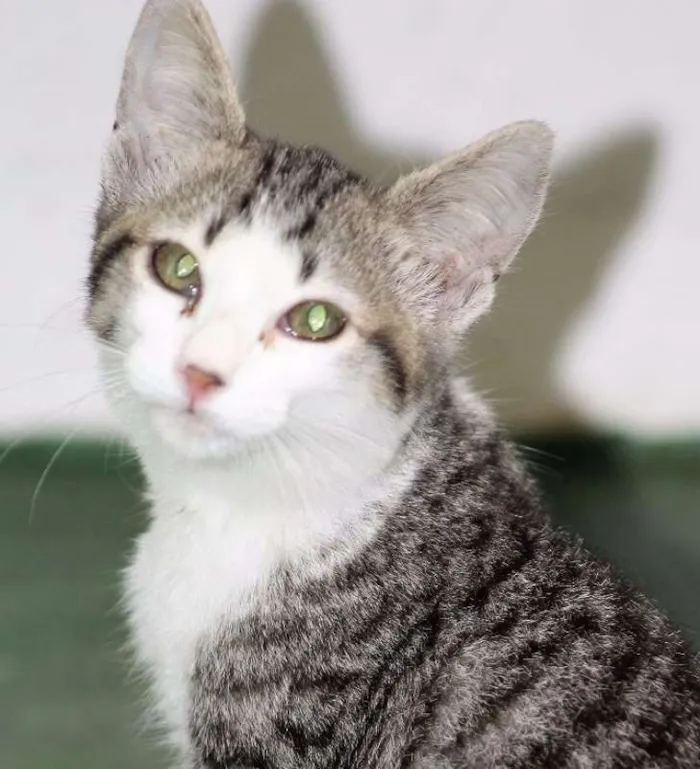 Gato ra a  idade 2 a 6 meses nome Vanila Bebezinha