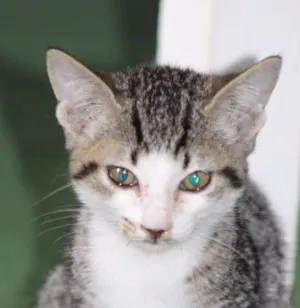 Gato raça  idade 2 a 6 meses nome Eva Bebezinha
