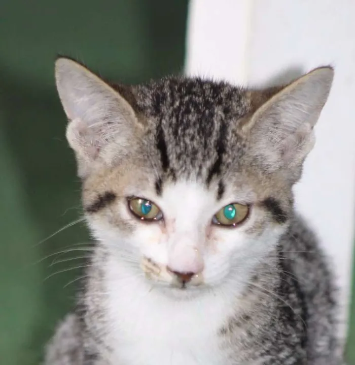 Gato ra a idade 2 a 6 meses nome Eva Bebezinha