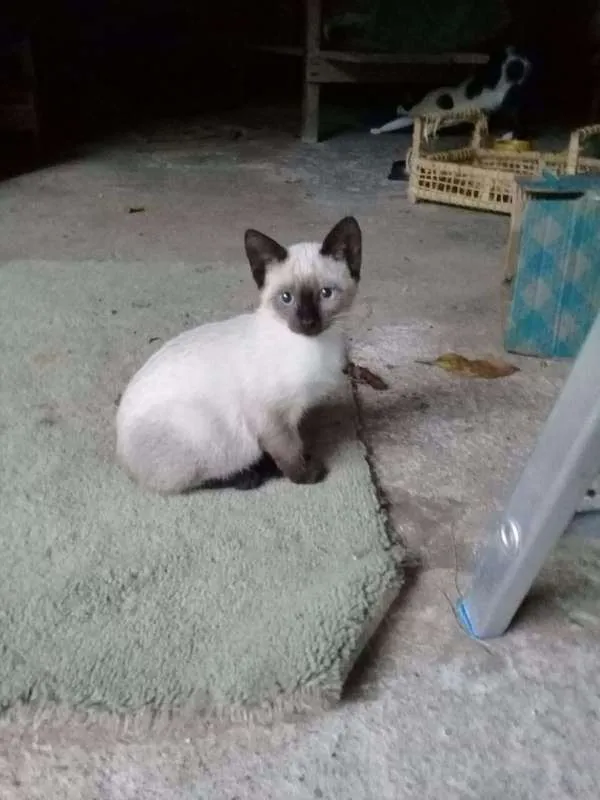 Gato ra a Siamês idade Abaixo de 2 meses nome filhotes