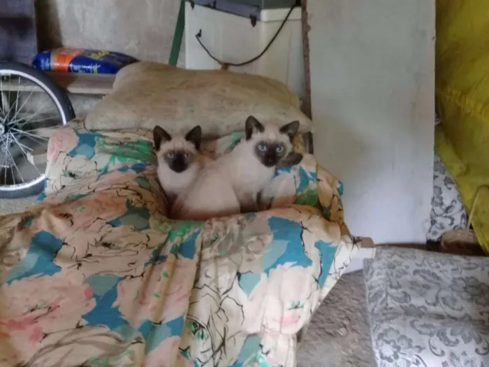 Gato ra a Siamês idade Abaixo de 2 meses nome filhotes