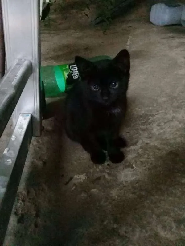 Gato ra a Siamês idade Abaixo de 2 meses nome filhotes