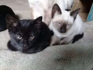 Gato raça Siamês idade Abaixo de 2 meses nome filhotes