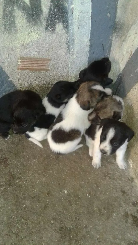 Cachorro ra a Viralata idade 2 a 6 meses nome Sem nome