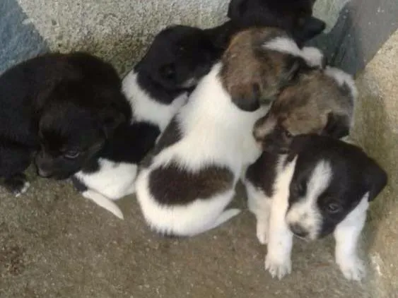 Cachorro ra a Viralata idade 2 a 6 meses nome Sem nome