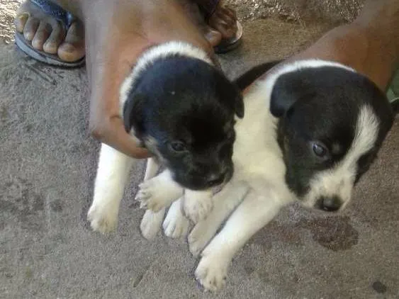 Cachorro ra a Viralata idade 2 a 6 meses nome Sem nome