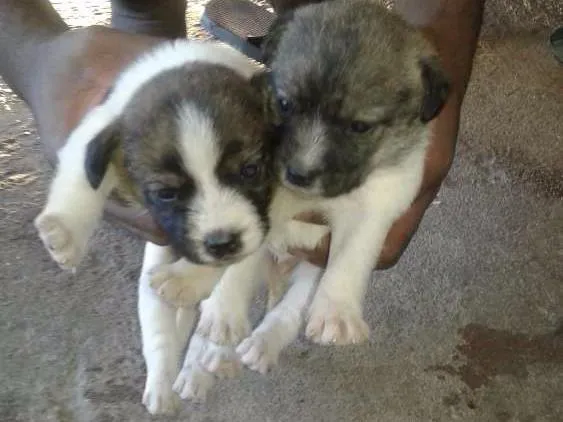 Cachorro ra a Viralata idade 2 a 6 meses nome Sem nome