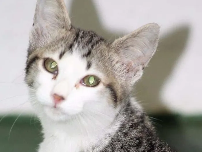 Gato ra a  idade 2 a 6 meses nome Vanila Bebezinha