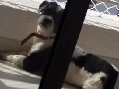 Cachorro ra a Lhasa Apso idade 5 anos nome Uddy