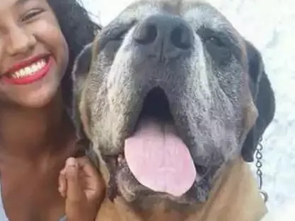Cachorro ra a Mastiff Inglês  idade 6 ou mais anos nome Phanton