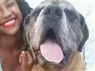 Cachorro raça Mastiff Inglês  idade 6 ou mais anos nome Phanton