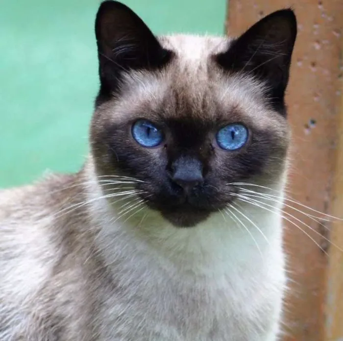 Gato ra a  idade 2 anos nome Stella