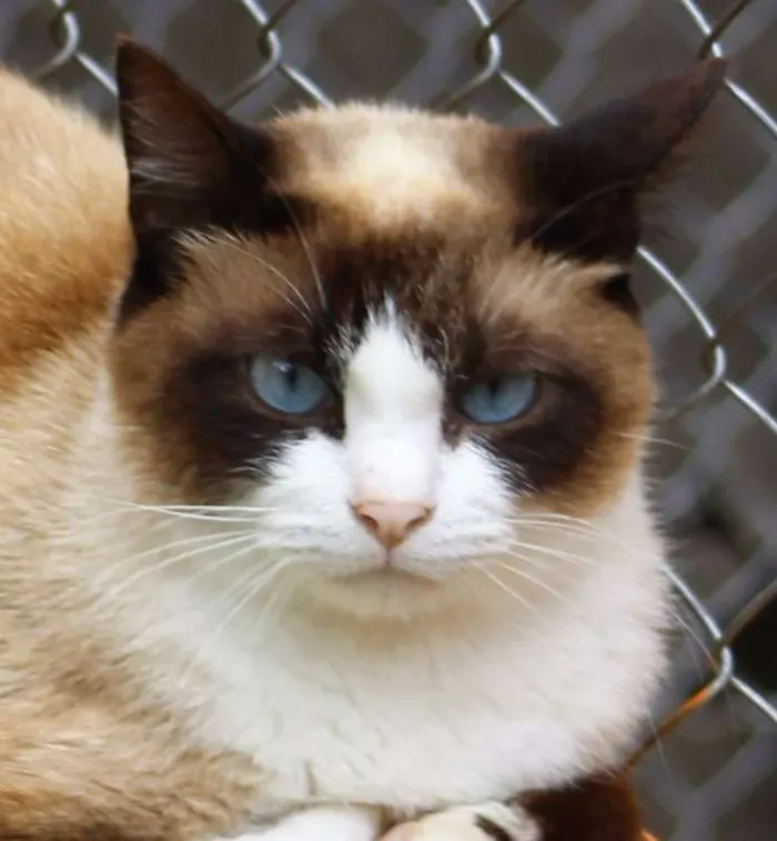 Gato ra a  idade 2 anos nome Joana