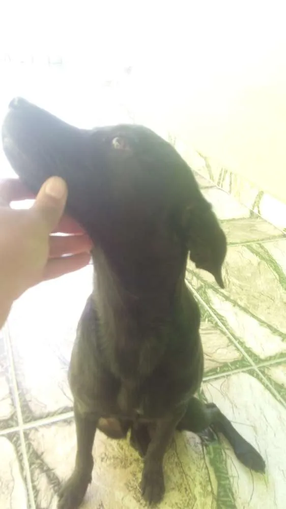 Cachorro raça SRD idade 7 a 11 meses nome Hulk