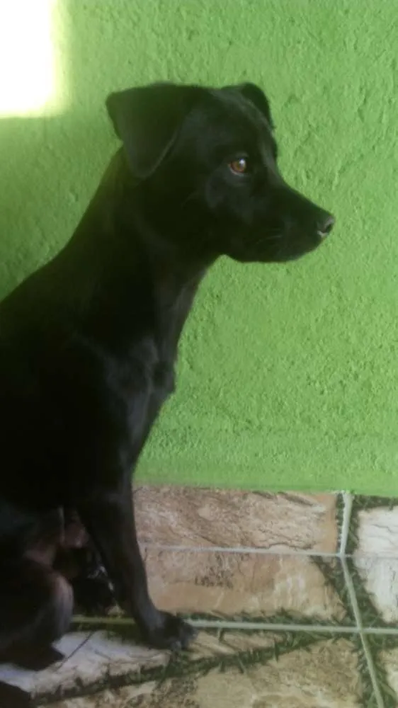 Cachorro raça SRD idade 7 a 11 meses nome Hulk