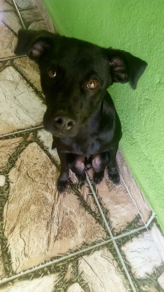 Cachorro raça SRD idade 7 a 11 meses nome Hulk