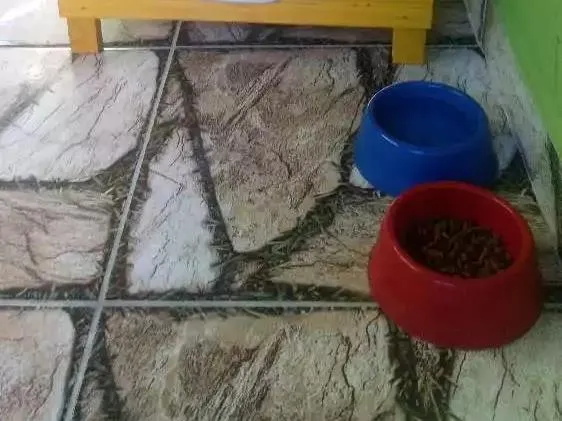 Cachorro raça SRD idade 7 a 11 meses nome Hulk