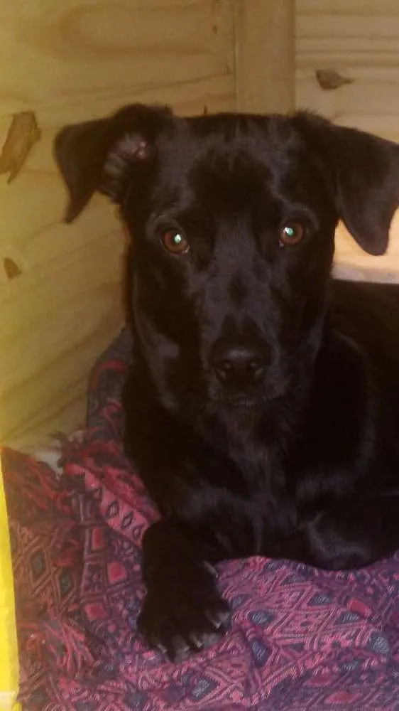 Cachorro raça SRD idade 7 a 11 meses nome Hulk