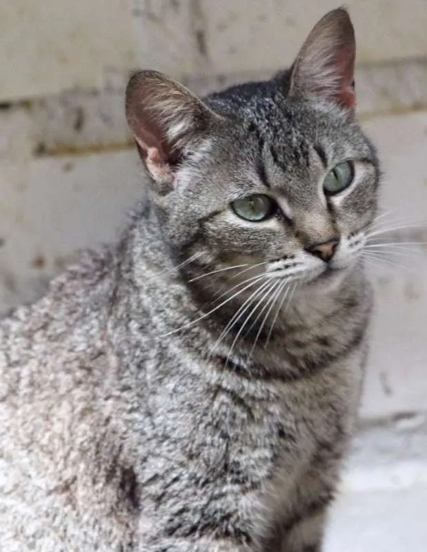 Gato ra a  idade 2 anos nome Agatha