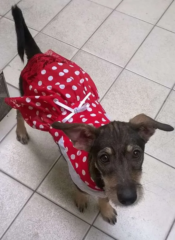 Cachorro ra a SRD idade 2 a 6 meses nome Estrela