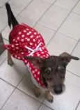 Estrela