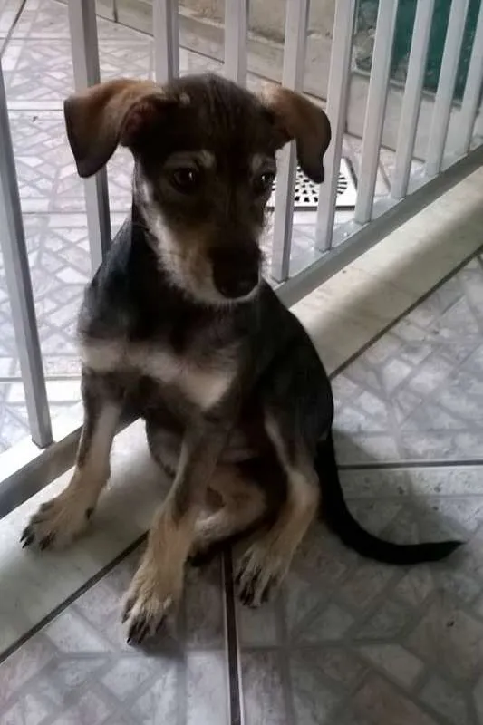 Cachorro ra a SRD idade 2 a 6 meses nome Estrela
