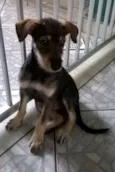 Estrela