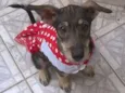 Estrela