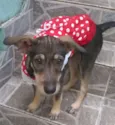 Estrela