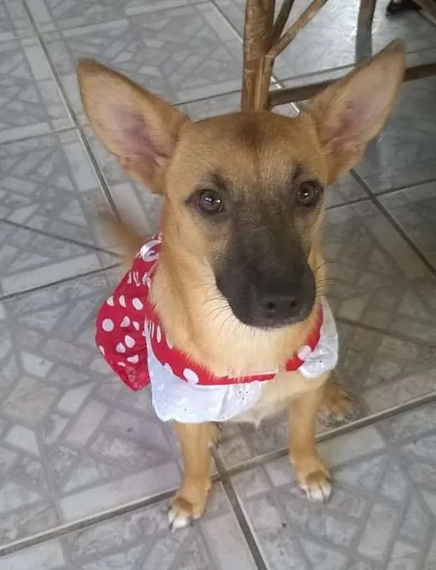 Cachorro ra a SRD idade 1 ano nome Maia