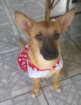 Maia