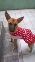 Maia
